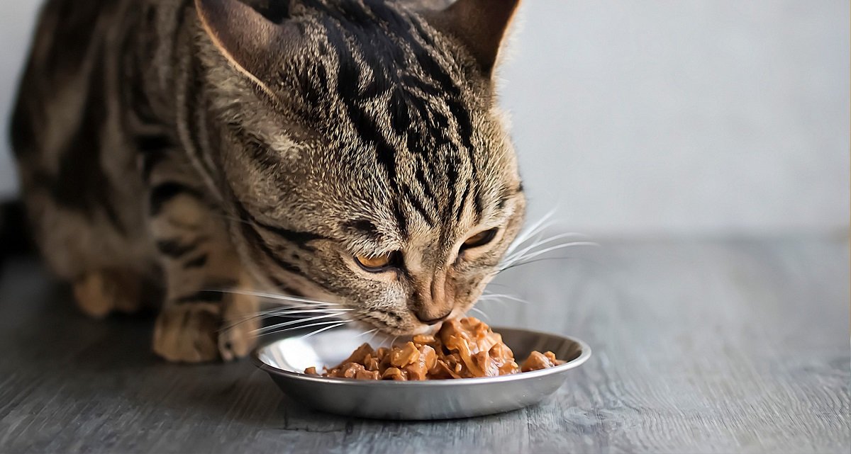 Cat Vomiting After Eating: When to Worry