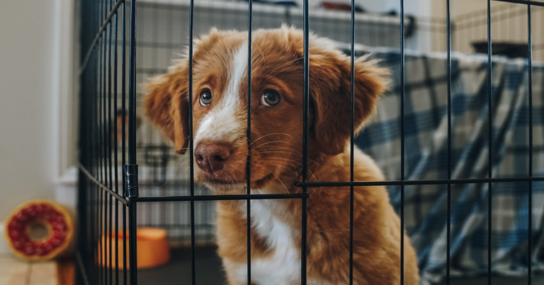 Crate Training a Puppy: Step-by-Step Schedule