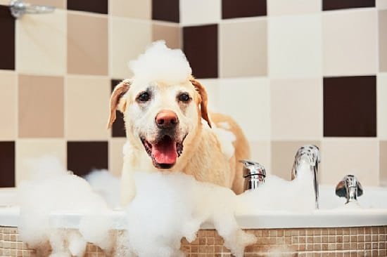 How Often Should You Bathe Your Dog? Vet Guidelines