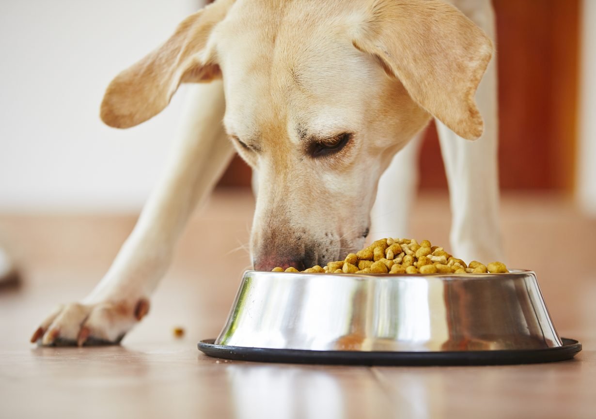 Best Dog Food for Sensitive Stomachs: What Vets Recommend