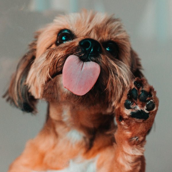 Why Does My Dog Lick His Paws at Night? Causes & Fixes