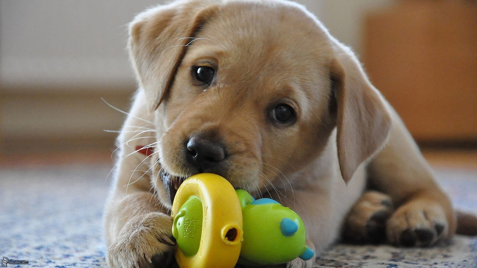 How to Stop a Puppy From Biting: 7 Proven Techniques